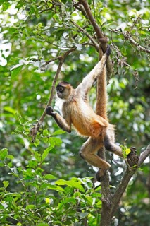 Central American Spider Monkey or Geoffroy's Spider Monkey (Ateles geoffroyi)