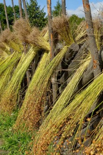 Flax sheaves are dried