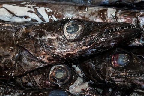 Black scabbard fish (Aphanopus carbo)