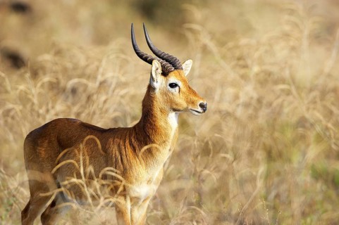Puku (Kobus vardonii)