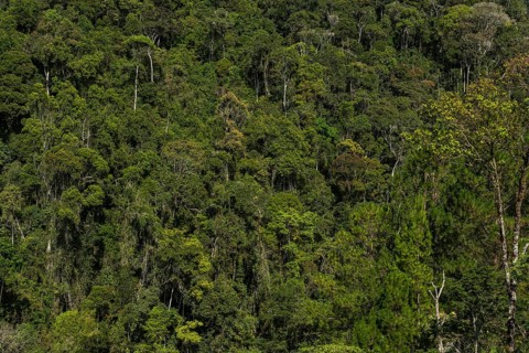 Secondary forest