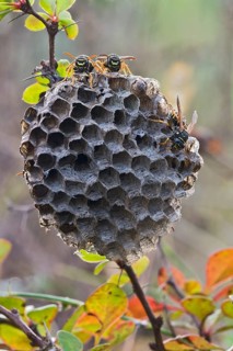 Paper Wasps (Polistes Nimpha) at nest