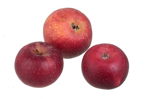 Apple variety Ingrid Marie