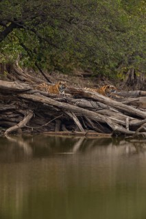 Young wild Bengal Tiger cubs (Panthera tigris tigris) lying on a fallen tree