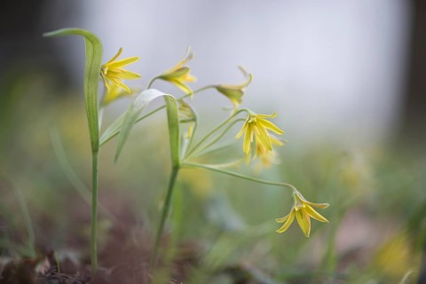 Yellow Star-of-Bethlehem (Gagea lutea)