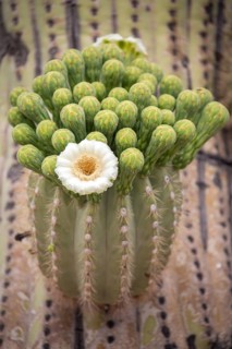 Flower of Saguaro (Carnegiea gigantea)