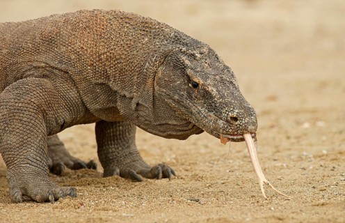 Komodo Dragon (Varanus komodoensis)
