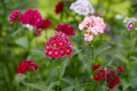 Sweet William (Dianthus barbatus)