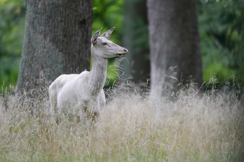 Red Deer (Cervus elaphus)