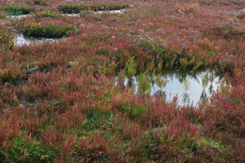 Salt meadow with glasswort (Salicornia europaea) and sea lavender (Limonium vulgare)
