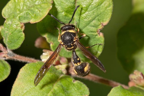 Potter wasp (Eumenes sp.)