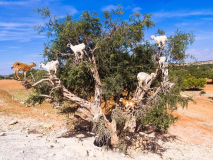 Goats (Capra) feeding on Argan fruits or Argan nuts on an Argan tree (Argania spinosa)