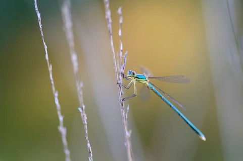 Emerald Damselfly (Lestes sponsa) on a blade of grass
