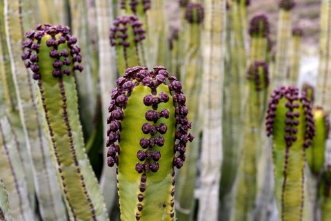 Candelabra tree (Euphorbia candelabrum)