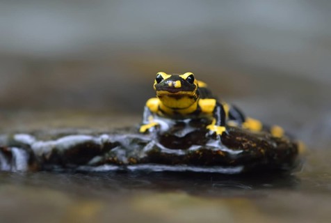Barred Fire Salamander (Salamandra salamandra ssp. Terrestris) on a moss-covered stone in Stolberg