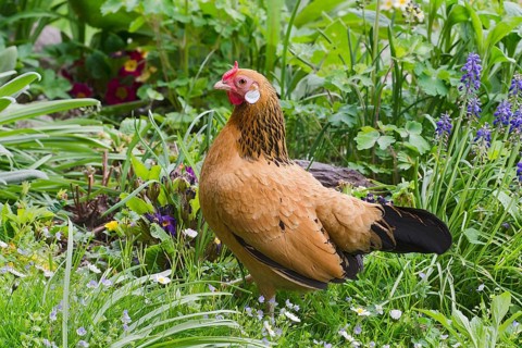 Bantam chicken (Gallus gallus f. domestica)