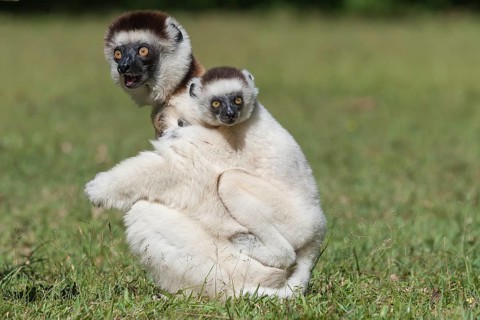 Verreaux's Sifaka (Propithecus verreauxi) mother with young on her back