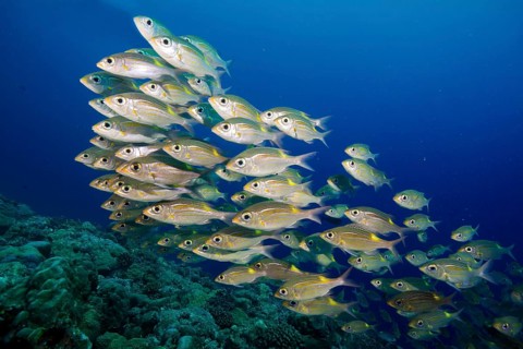 Goldspot Seabreams or Striped Large-eye Breams (Gnathodentex aureolineatus)