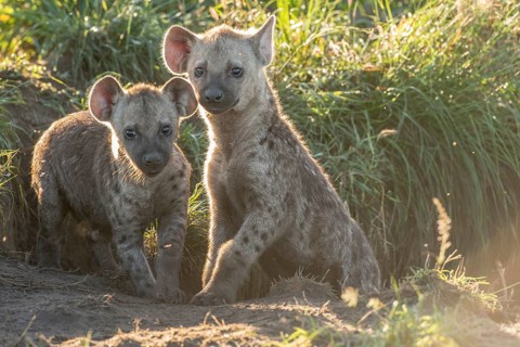 Spotted Hyena (Crocuta crocuta)