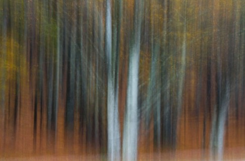 Colors of autumn
