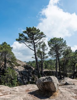 Mountain landscape with pine trees and rock