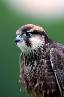 Lanner Falcon (Falco biarmicus)