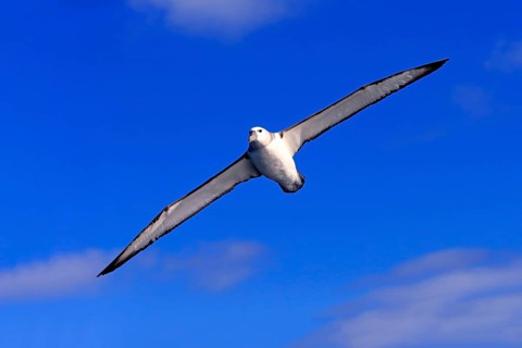 Shy albatross (Thalassarche cauta)