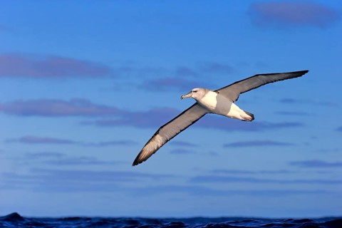 Shy albatross (Thalassarche cauta)