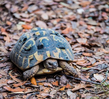 Hermann tortoise (Testudo hermanni)