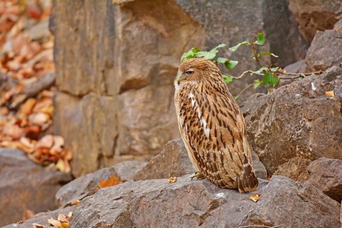Portrait of a Brown Fish Owl (Ketupa zeylonensis) perched on a rock in Ranthambore