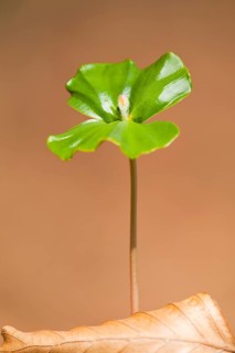 European beech (Fagus sylvatica)