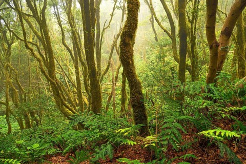 Moss covered trees in laurel forest