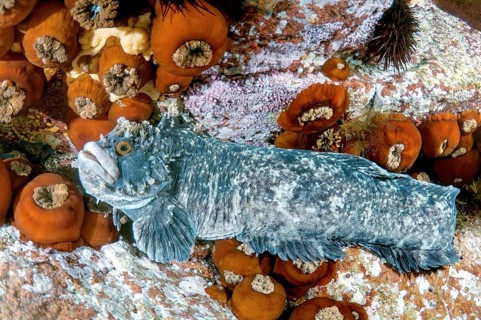 Japanese Warbonnet or Fringed Blenny (Chirolophis japonicus)