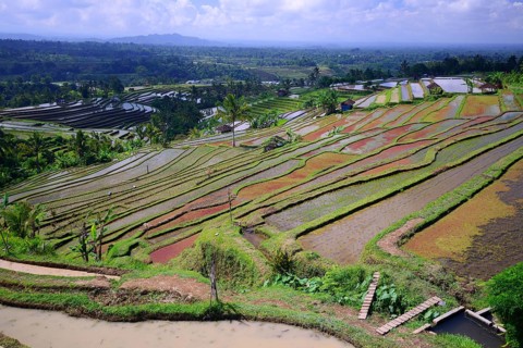 The famous rice terraces of Jatiluwih