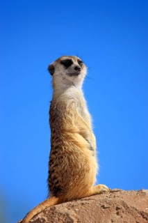 Meerkat (Suricata suricatta)