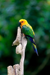 Sun Parakeet (Aratinga solstitialis jandaya)