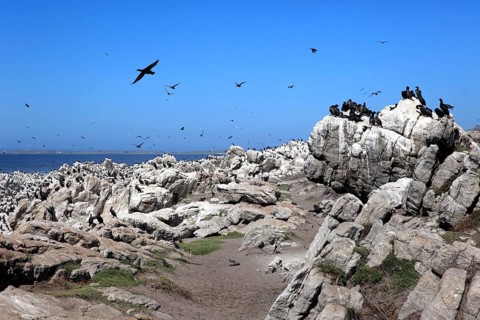 Cape Cormorants (Phalacrocorax capensis)