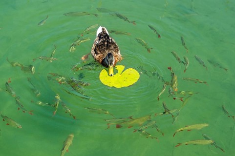 Female mallard duck (Anas platyrhynchos) feeding on the leaf of a White Water Lily (Nymphaea alba)