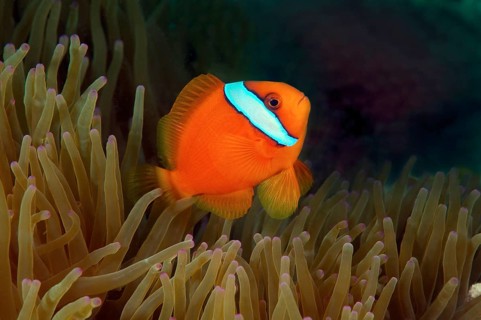 Australian clownfish (Amphiprion rubrocinctus)