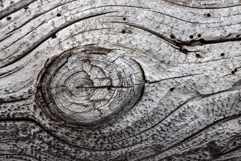 Old faded tree trunk