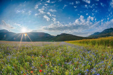 Blooming meadow