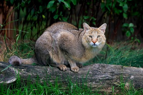 Jungle Cat (Felis chaus)
