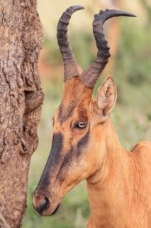 Lelwel Hartebeest (Alcelaphus buselaphus lelwel)