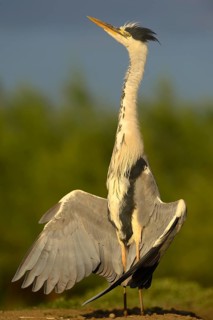 Grey Heron (Ardea cinerea)