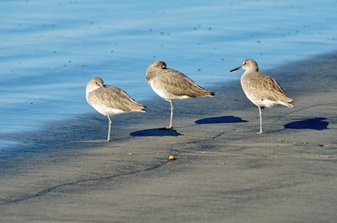 Willets (Catoptrophorus semipalmatus) in the intertidal zone