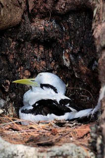 White-tailed Tropicbird (Phaethon lepturus) in the nest