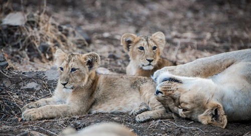 Asiatic lion (Panthera leo persica)