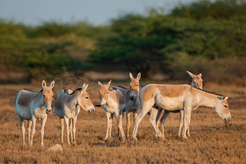 Onagers or Asiatic wild asses (Equus hemionus)