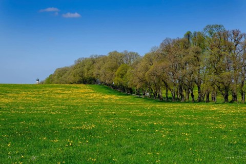 Dandelion meadow in spring in front of Kurfurstenallee