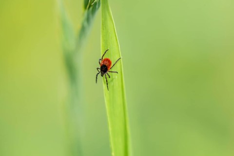 Female tick